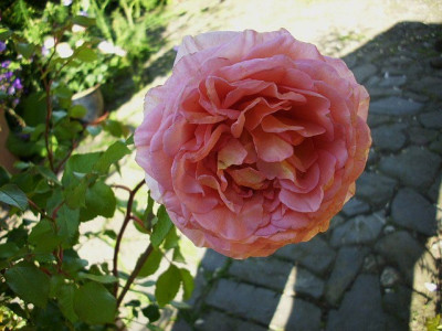 2011_abraham_darby..jpg