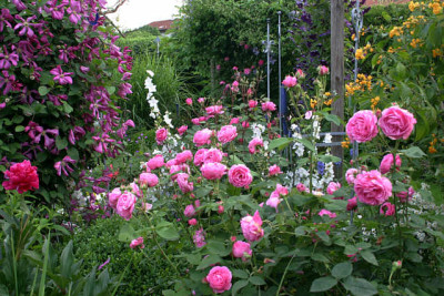 Rose_Louise_Odier0709a.jpg