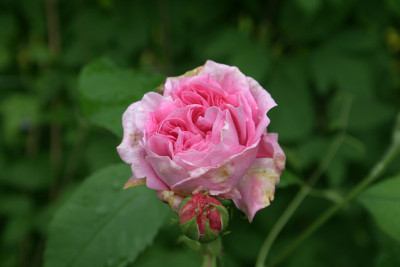 Rose_Louise_Odier1010a.jpg