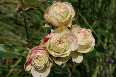 Rose_Lovley_Green0908a.jpg