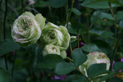 Rose_Lovley_Green1211a.jpg