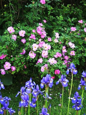 DSCI0072_margeret_hilling.jpg
