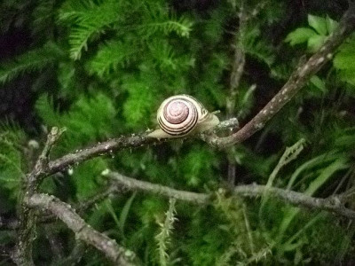 fakirschnecke.jpg