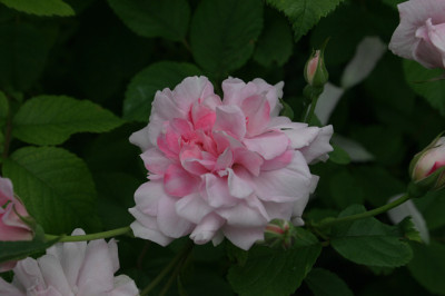 Rose_Mistresss_Quickly0108b.jpg