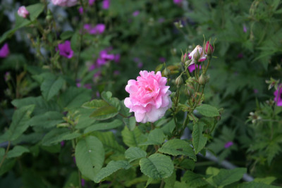 Rose_Mistresss_Quickly0110a.jpg