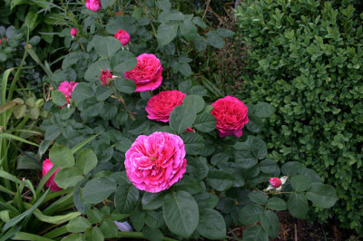 Rose_Othello0408a.jpg