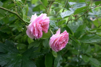 Rose_Pink_Gislainde_de_Felingonde0210a.jpg