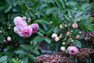 Rose_Pink_Gislaine_de_Felingonde0411a.jpg