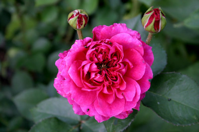 Rose_Portmerian0107b.jpg