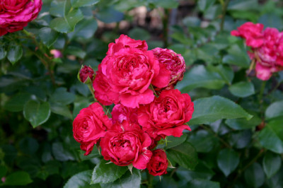 Rose_Red_Leonardo_da_Vinci0107a.jpg
