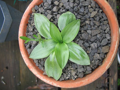 Spiranthes_spiralis_Hortu.jpg