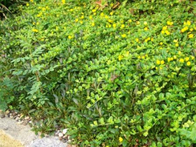 Lysimachia_nummularia_1.jpg