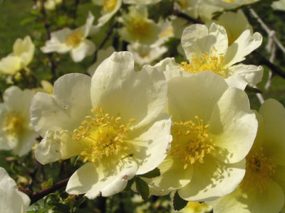 blueten_unbekannte_rose.jpg
