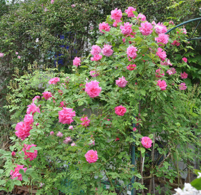 Zephirine_Drouhin_00112__14801.jpg