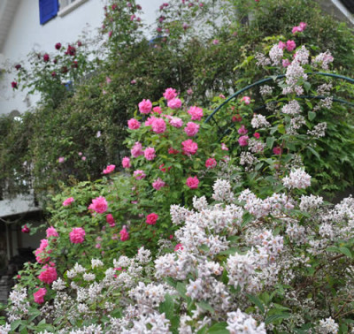 Zephirine_Drouhin__Deutzia_Monte_Rosa_00112__14799.jpg