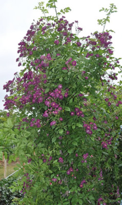 Violette_00112__6504.jpg