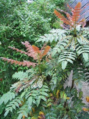 Mahonia_bealei_Austrieb_Hortu.jpg