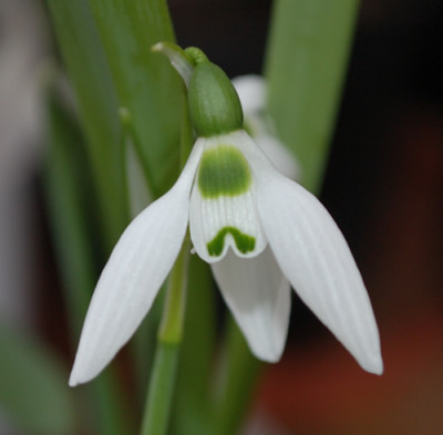 Galanthus_nivalis_0012__9463.jpg