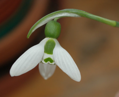Galanthus_nivalis_0012__9465.jpg