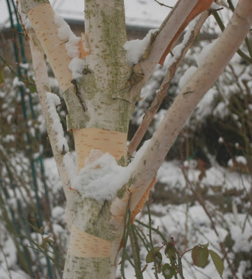 Birke_mit_Patina__Schnee_0012__9435.jpg