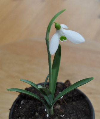 Galanthus_atkinsii_001__0046.jpg