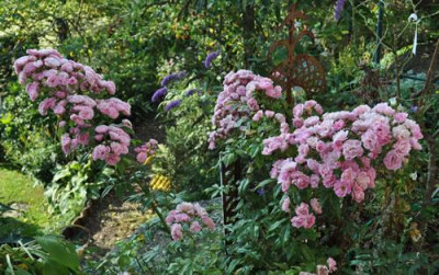 Gartendirektor_Otto_Linne_011_9843.jpg