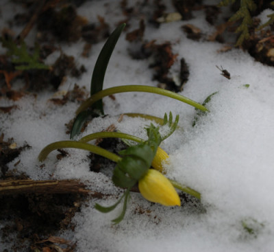 Winterlinge_2212__9458.jpg