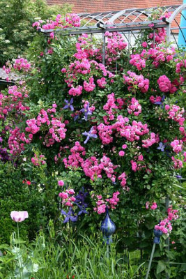 Rose_Super_Dorothy1511a.jpg