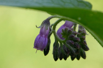 Beinwell-Mai-2.jpg