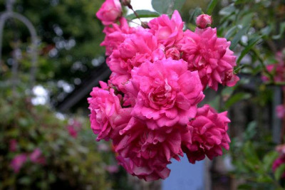 Rose_Super_Dorothy1409a.jpg