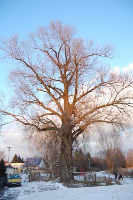 Salix_5732.JPG