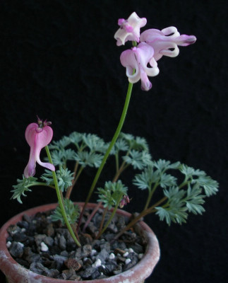 comp_Dicentra_peregrina_2.jpg