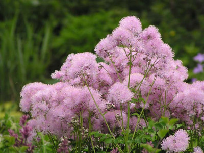 a_thalic_aquilegifolium_05.jpg