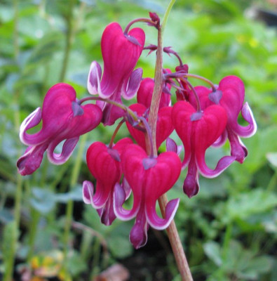 Dicentra_Burning_Hearts_2_Gartenpur.jpg