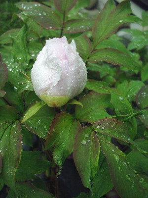 Paeonia_rosa1.jpg