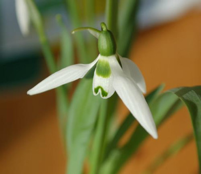 Galanthus_elwesii_6212__9481.jpg