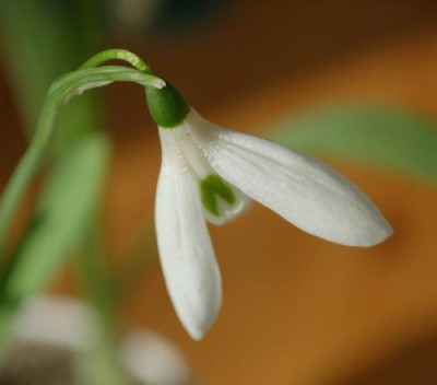 Galanthus_6212__9487.jpg