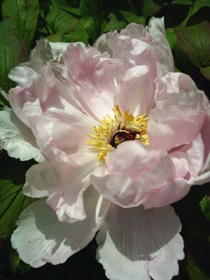 Paeonia_rosa2.jpg