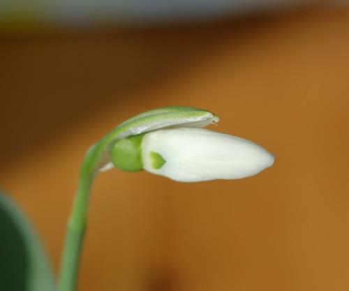 Galanthus_elwesii_mit_Herz__6212__9488.jpg