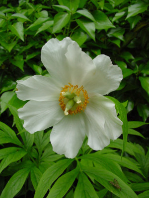 Paeonia_emodi_6.jpg