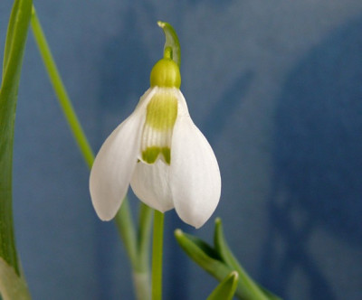 Grungelb_P1080686.JPG