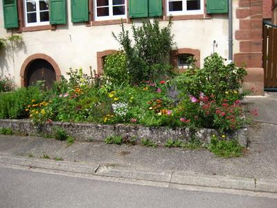 IMG_2756_Beet_neuviller_1.jpg
