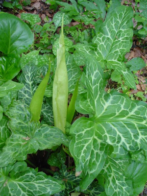 arum_italicum_4.jpg