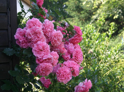 Rose_Rosarium_Uetersen1910a.jpg