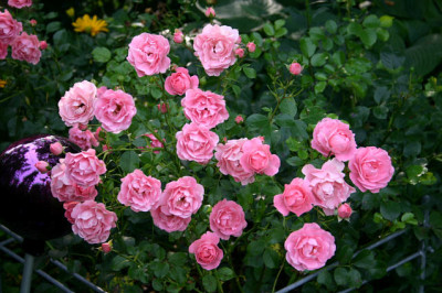 Rose_Sommerwind0107a.jpg