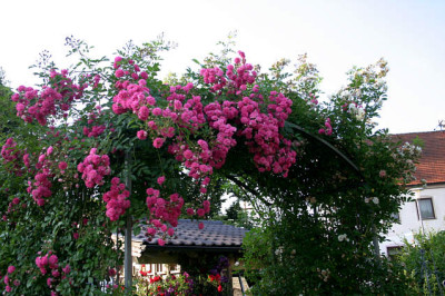 Rose_Super_Dorothy0808a.jpg