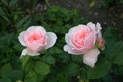 Rose_Kathryn_Morley0710a.jpg