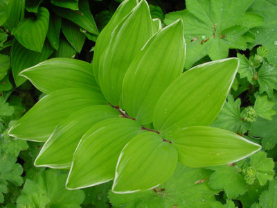 polygonatum_weisser_rand8.jpg