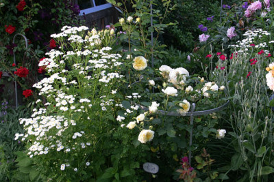 Rose_The_Pilgrim1109a.jpg
