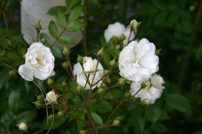 Rose_Unschuld_0510a.jpg